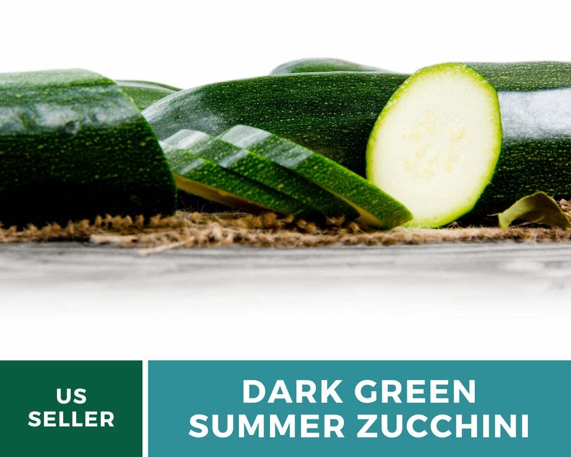 Squash, Dark Green Zucchini Summer – 25 Seeds – Heirloom (Cucurbita pepo)