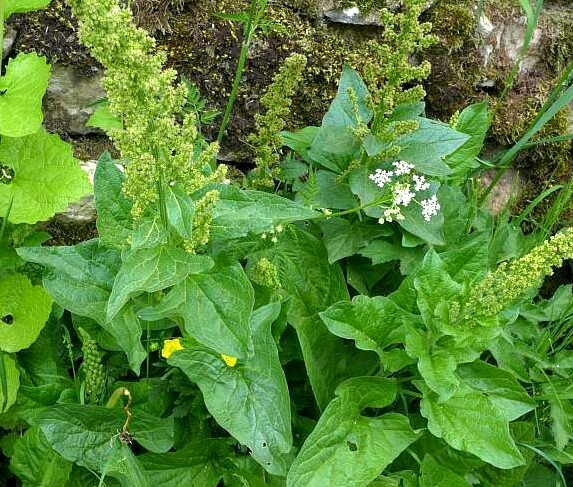 50 Perennial Good king henry spinach seeds organic