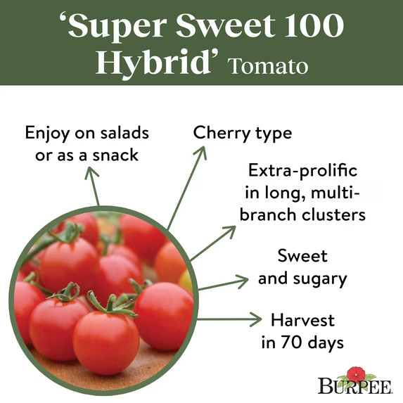 Burpee Super Sweet 100 Hybrid Tomato Vegetable Seed, 1-Pack