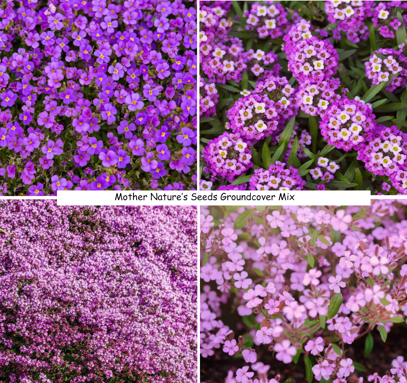 Landscaper’s Pack ULTIMATE GROUNDCOVER MIX w/ Perennials Non-GMO 5000 Seeds