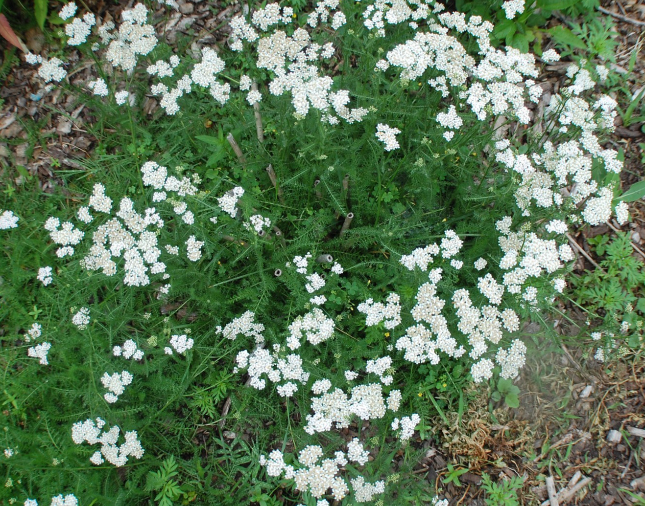 White Yarrow Seeds/1 gram +/Achillea millefolium L./Native US Plant/Medicinal