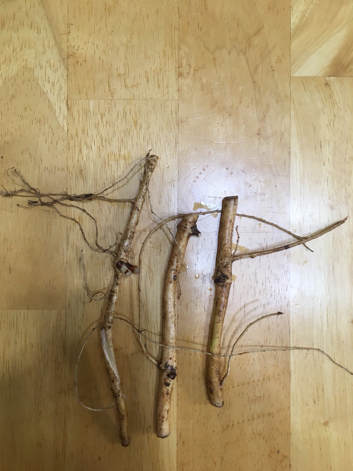 Ideal Mother’s or Father’s Day Gifts. 10 Organic Zeus Hop Rhizomes, $60.