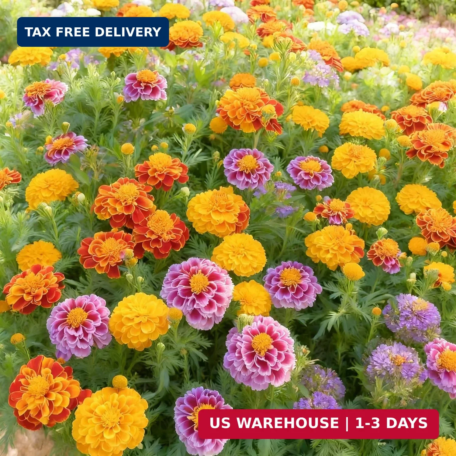 1000+ Marigold Seeds for Planting, Mixed Color Marigold Seeds Heirloom Garden Fl