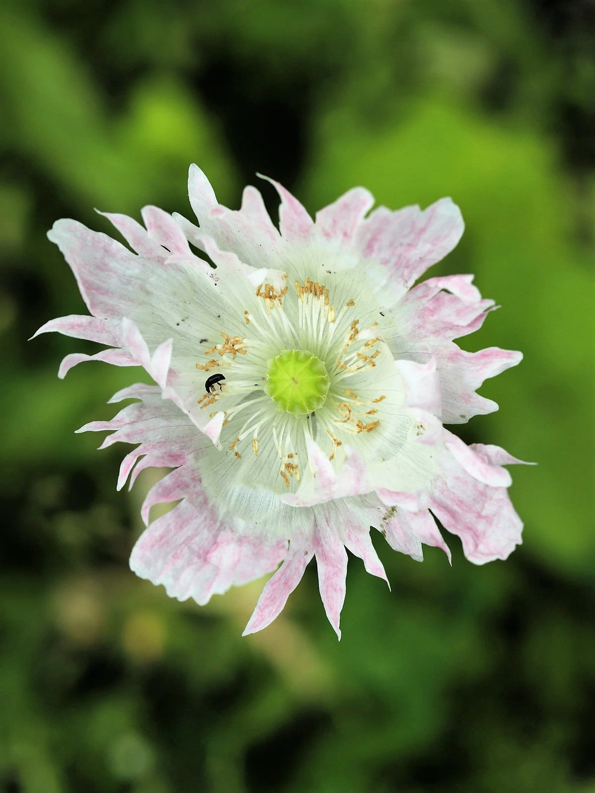 200 AFGHAN RESELECTED Blue POPPY Mixed Colors Papaver Pink Purple Flower Seeds