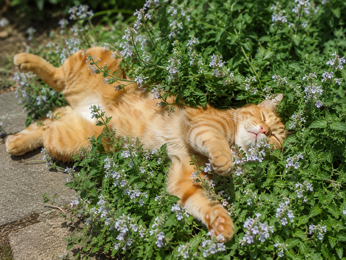 3,000 Heirloom Catnip Seeds – Nepeta cataria -Stunning Speckled Aromatic Flowers