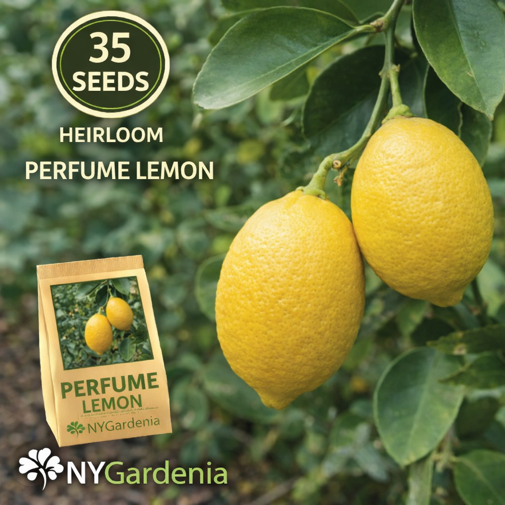 35 Perfume Lemon Seeds Heirloom Citrus Fruit Garden Fragrant Easy Grow