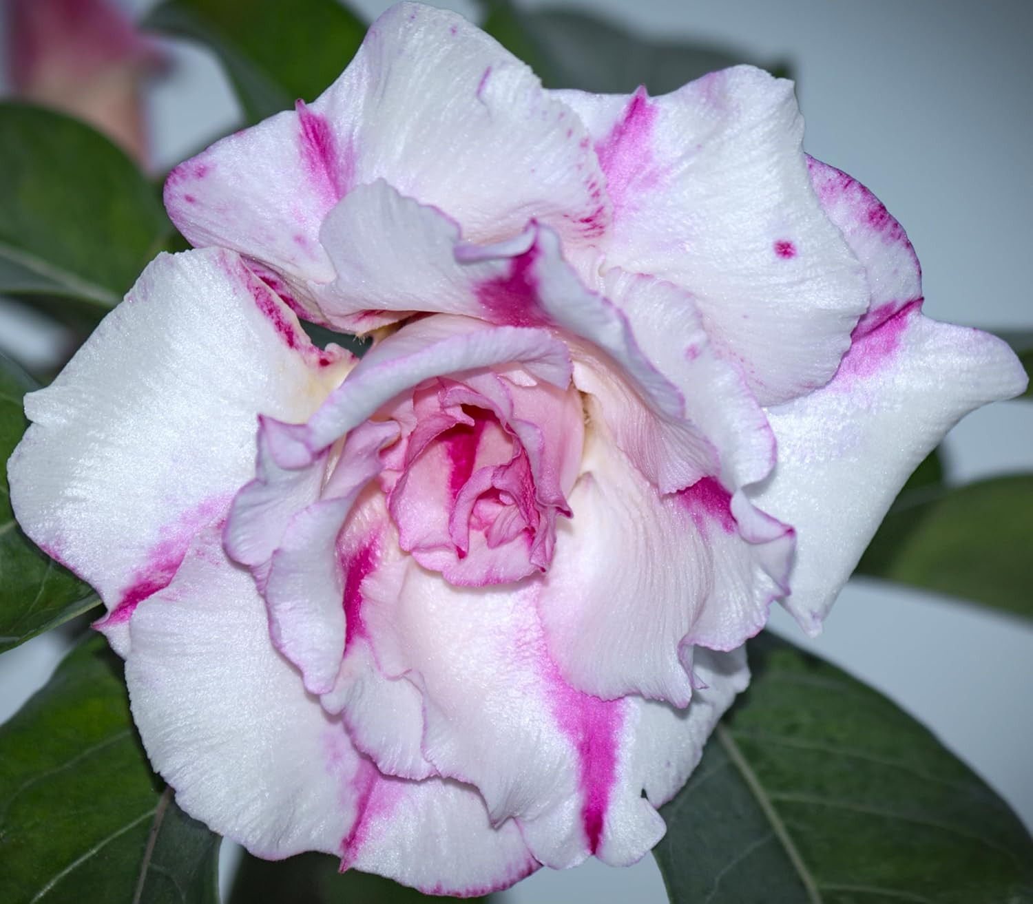 100 Desert Rose Seeds for Planting Mixed Color Ready Adenium Seeds, Natural