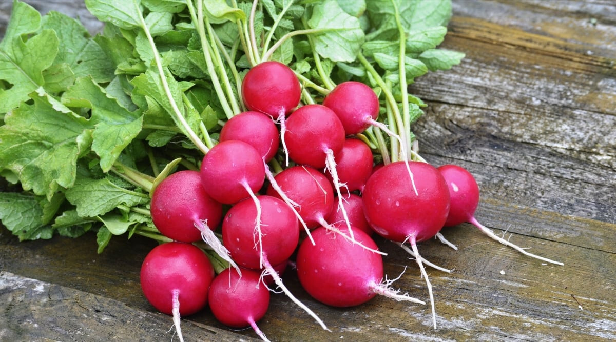 500+ Sora Radish Seeds for Garden Planting – USA – FREE SHIPPING!