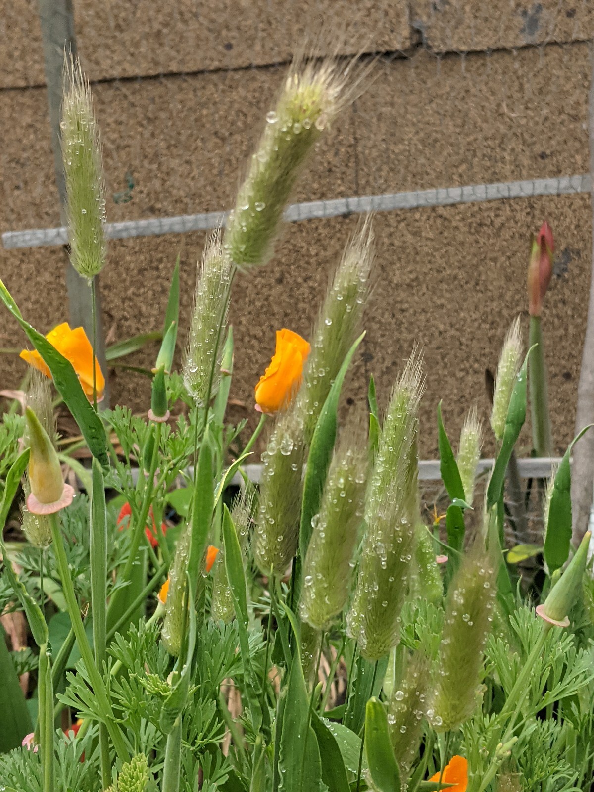 California “Gold Rush” Poppies (100+ SEEDS) Eschscholzia. USA Grown 2023 CROP