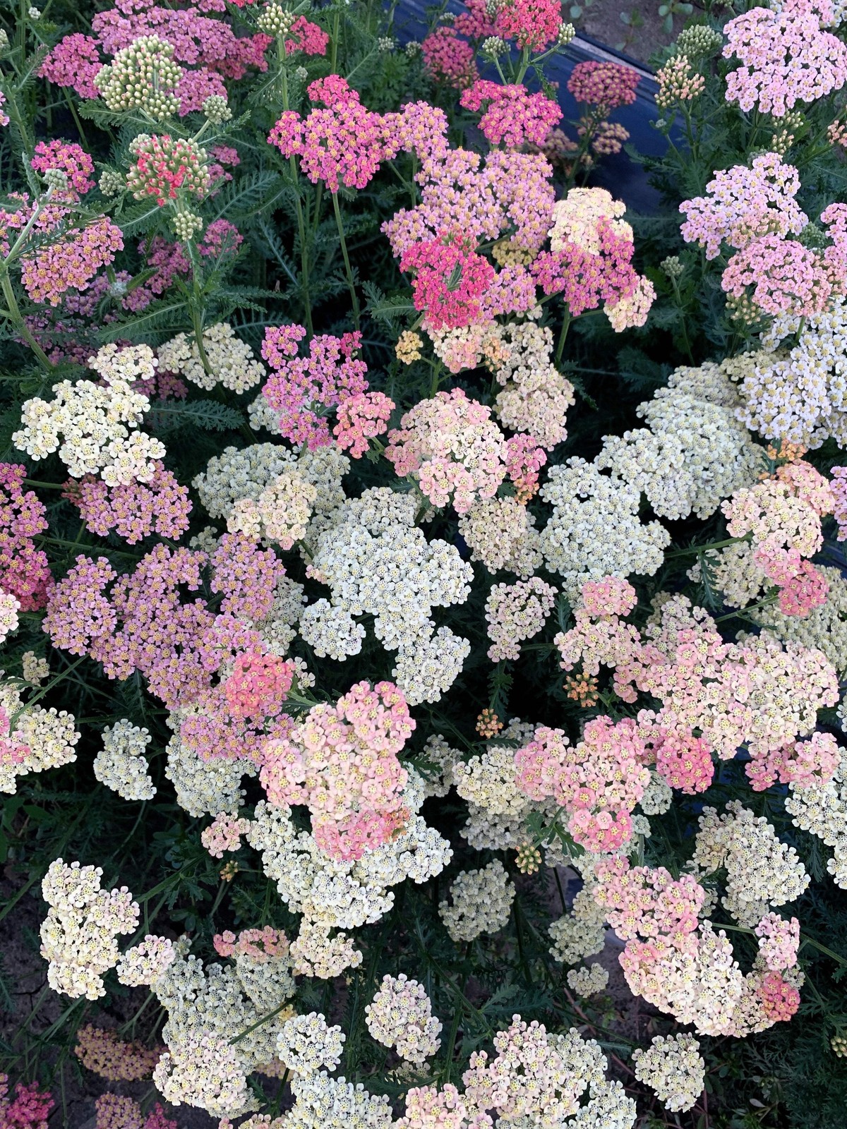 500 MIXED SUMMER YARROW Achillea Millefolium Red Pink White + Herb Flower Seeds