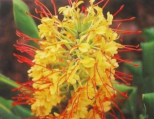 5 pk Hawaiian Tropical Ginger Plant Roots – Red, Blue, White, Yellow and Pink