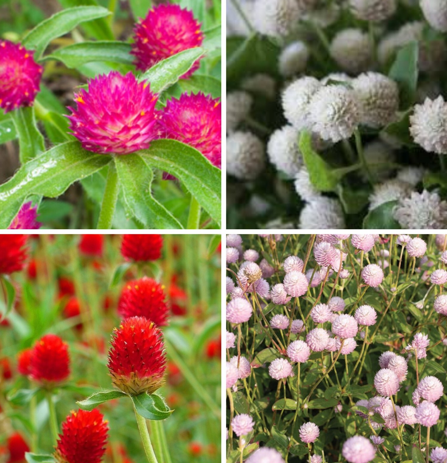 Gomphrena Variety: Carmine, Audray White, Strawberry Fields, Frosty Pink