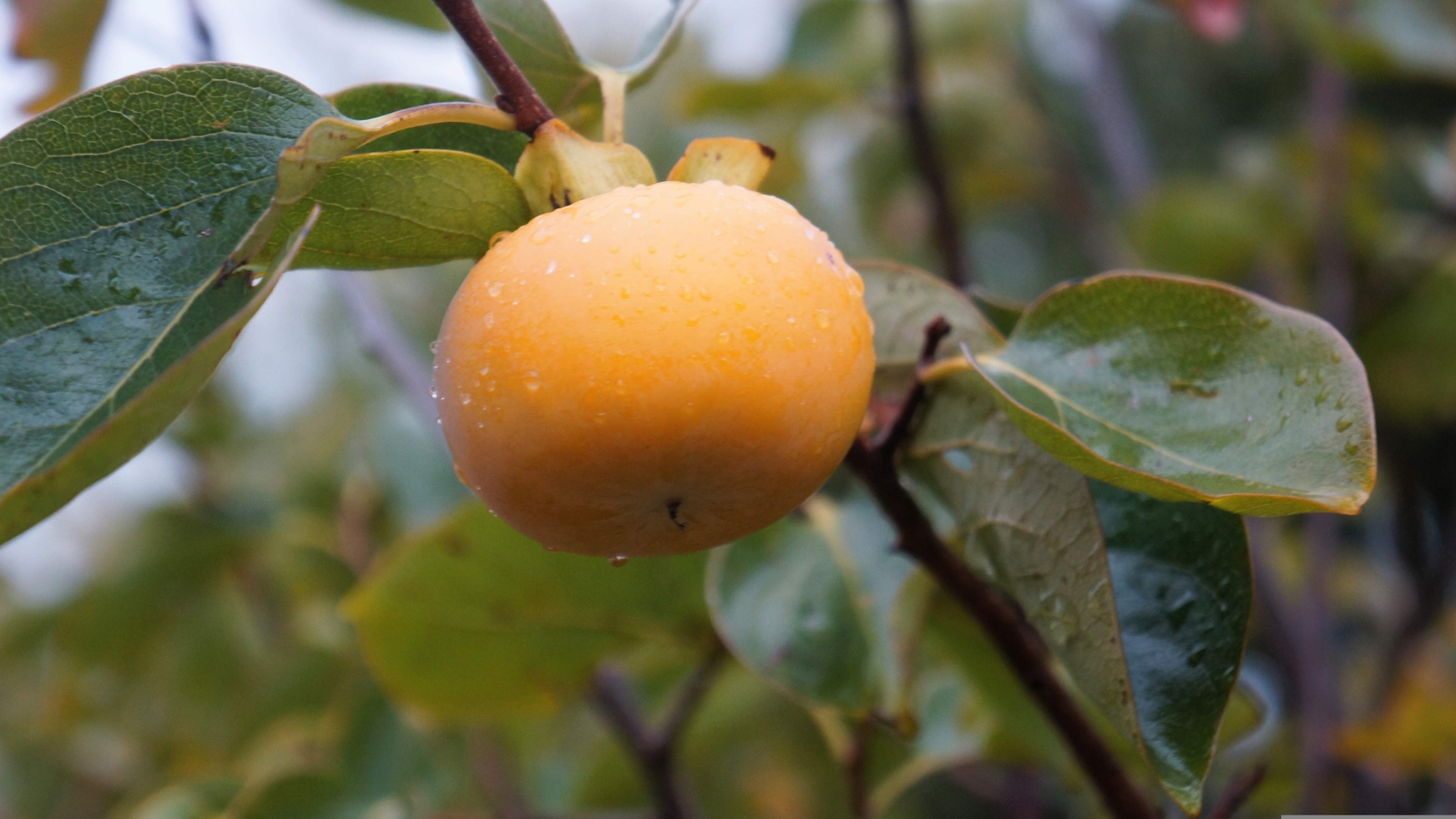 10 ITALIAN PERSIMMON TREE Dateplum Date Plum Fruit Diospyros Lotus Seeds