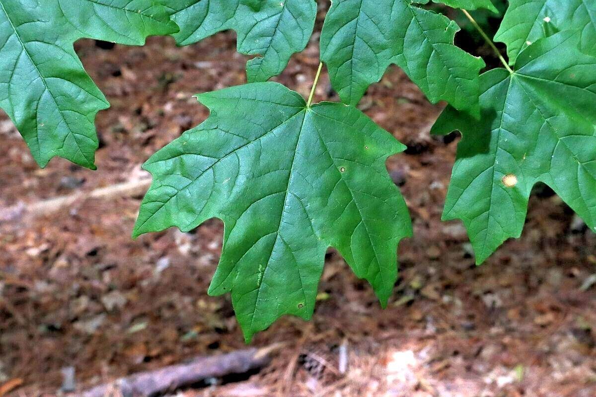 15 FLORIDA MAPLE SEEDS – Acer saccharum subsp. floridanum