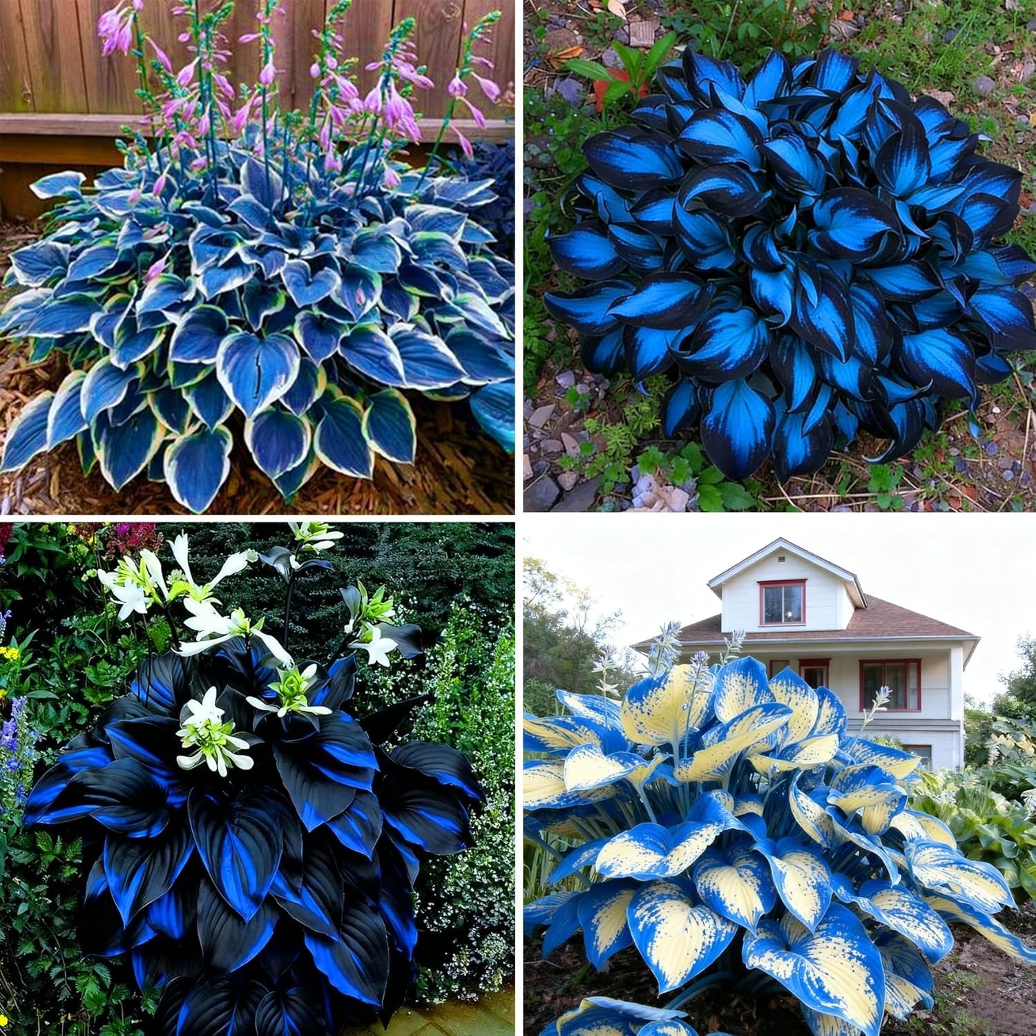 Hosta Seeds for Planting, 290+pcs Rare Perennial Hosta Flower Seeds
