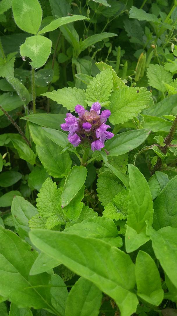 Self-Heal, All-heal (Prunella vulgaris), organically grown seeds, Qty 100