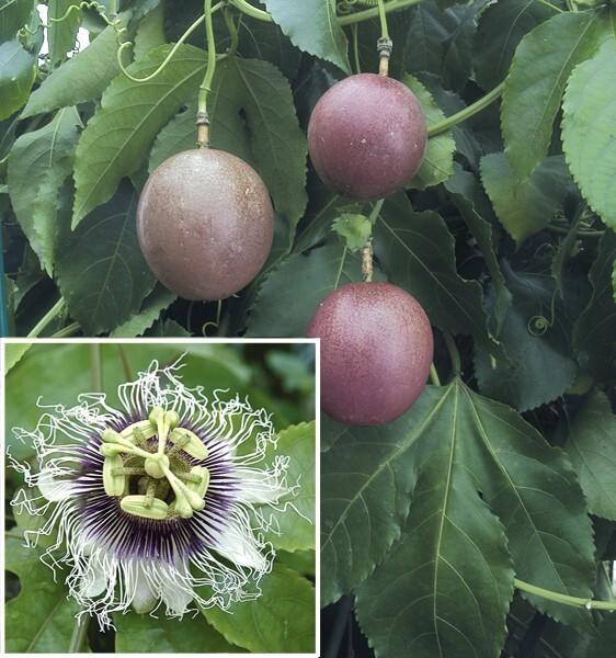 15+Purple Passion fruit Seeds(Passiflora edulis)Vine passion flower seeds USA