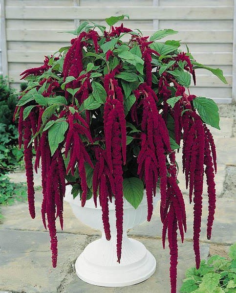 Amaranthus flowers 20 seed Great for hanging basket Limited Supply Order Now!