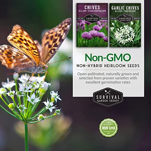 Chive Seed Collection – Common & Garlic Chives – 2 Packets of Non-GMO Heirloom