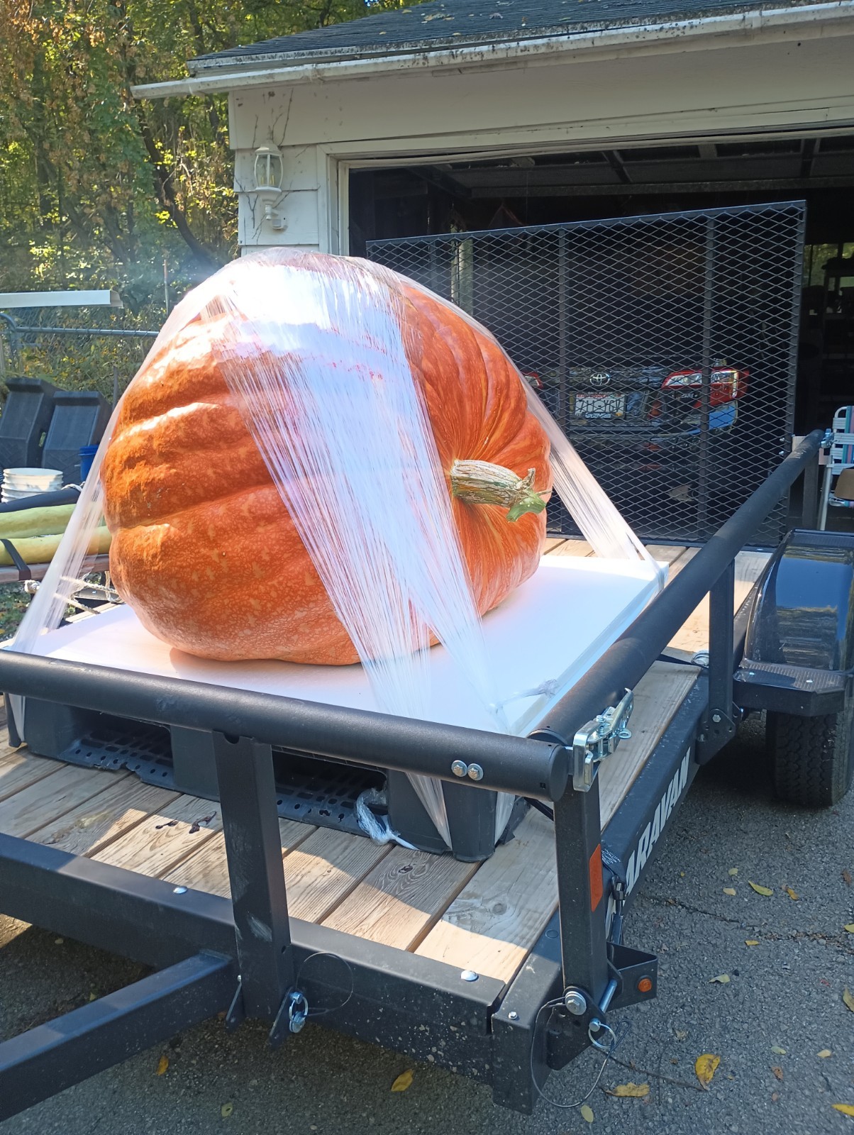 Giant Pumpkin Seeds 2024! Incredible Color And Shape! Howard Dill Award Winning