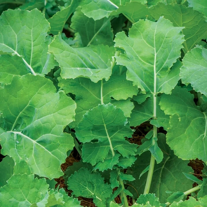 Burpee USDA Organic Premier Kale Vegetable Seeds Full Sun Seed Packet Deep Green
