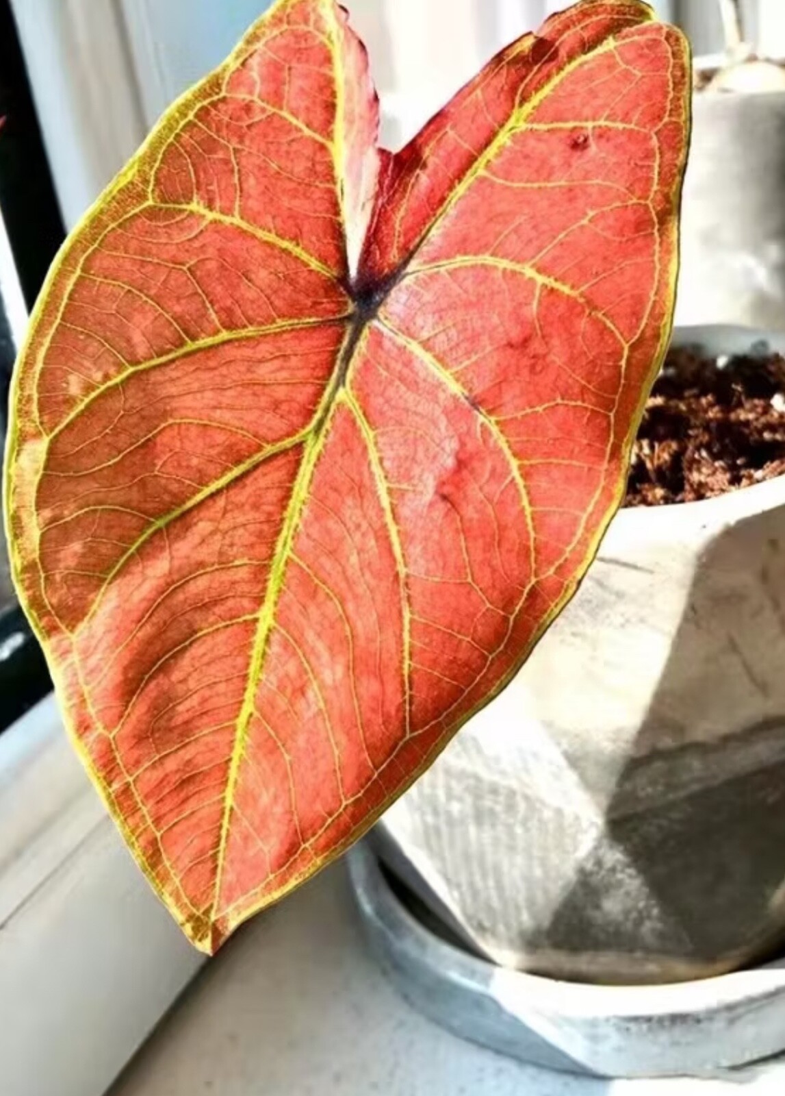 AUTHENTIC Caladium New Wave 1 bulbs