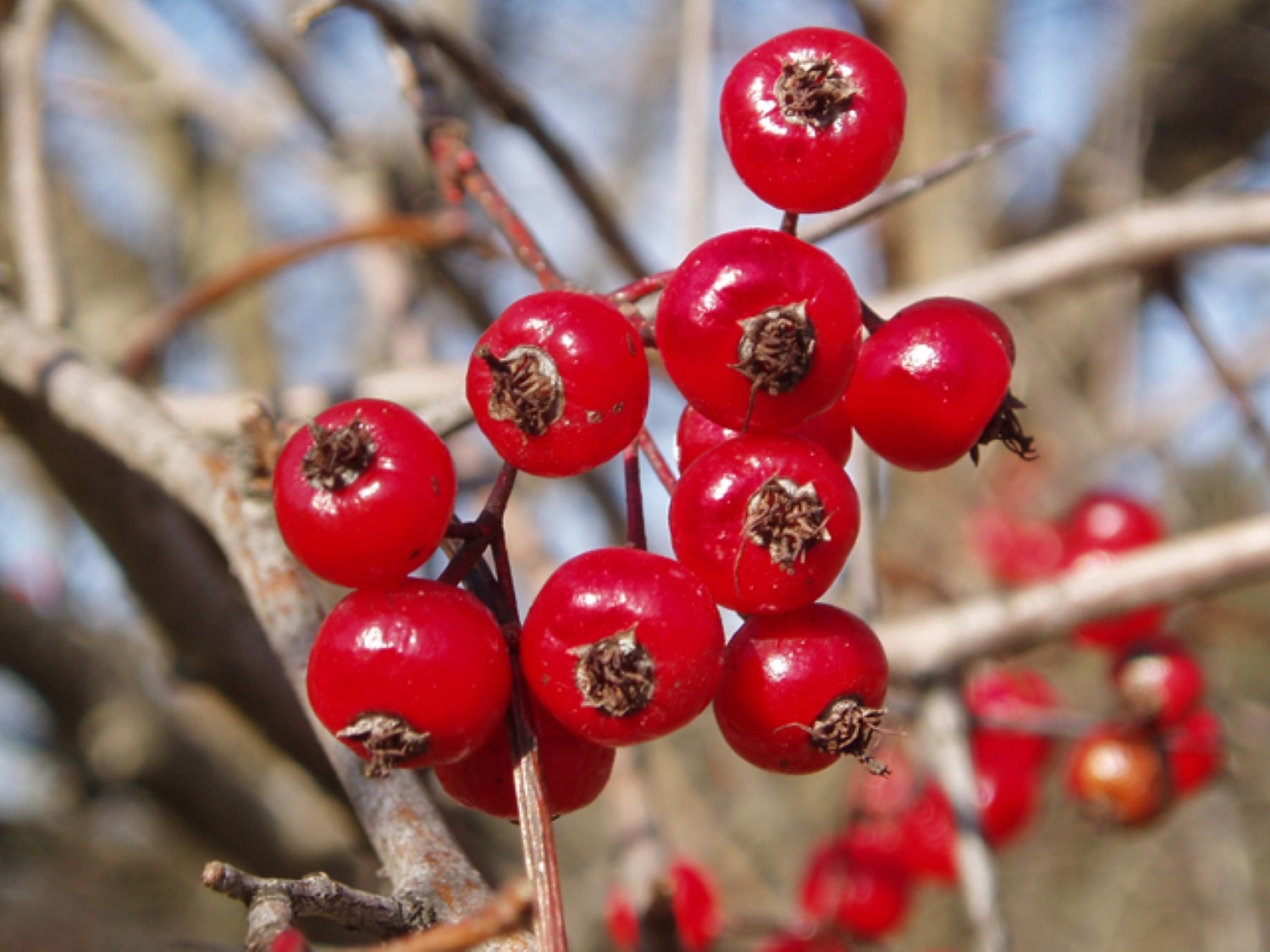 16-18 inches Washington hawthorn 2 year old (Crataegus phaenopyrum) plant