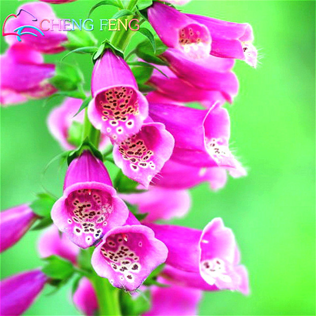 2501+FOXGLOVE MIX Seeds Wildflower Shade Garden Patio Container Cut Flowers Easy