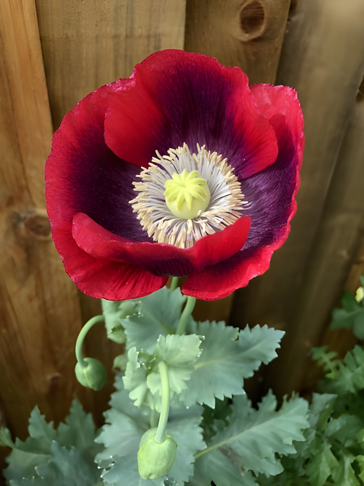 1,000 Cherry Glow Poppy Seeds – P. Somniferum -Large Dark Red and Purple Blooms!
