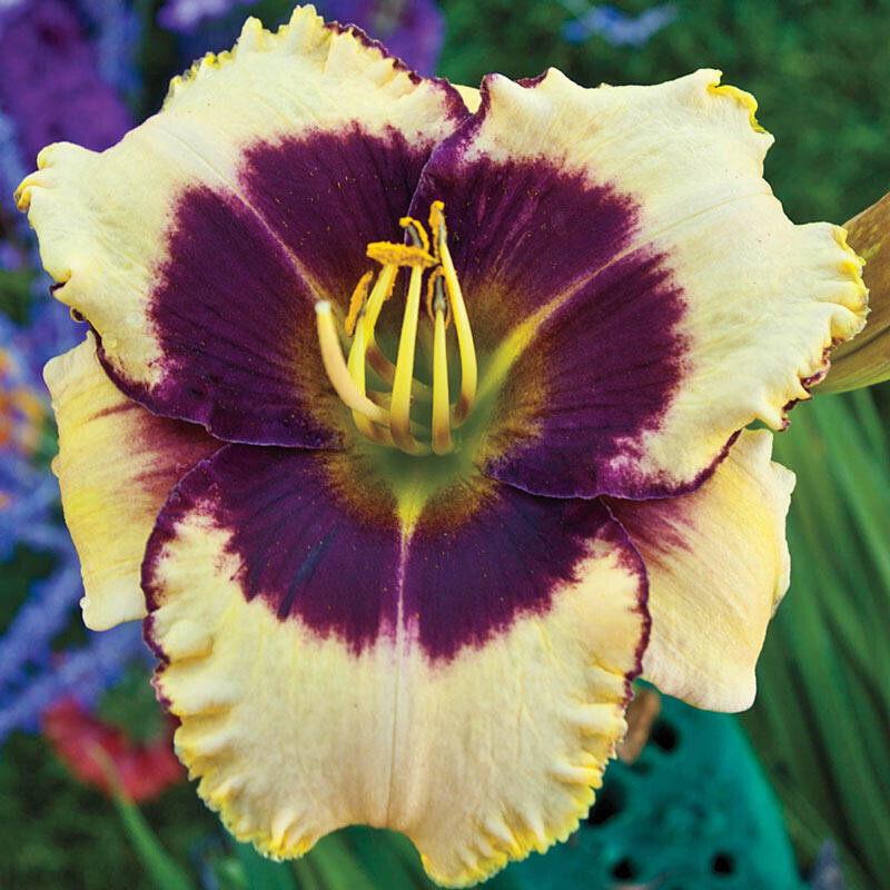 Reblooming Blackthorne Daylily Hemerocallis One Rooted Starter Plant