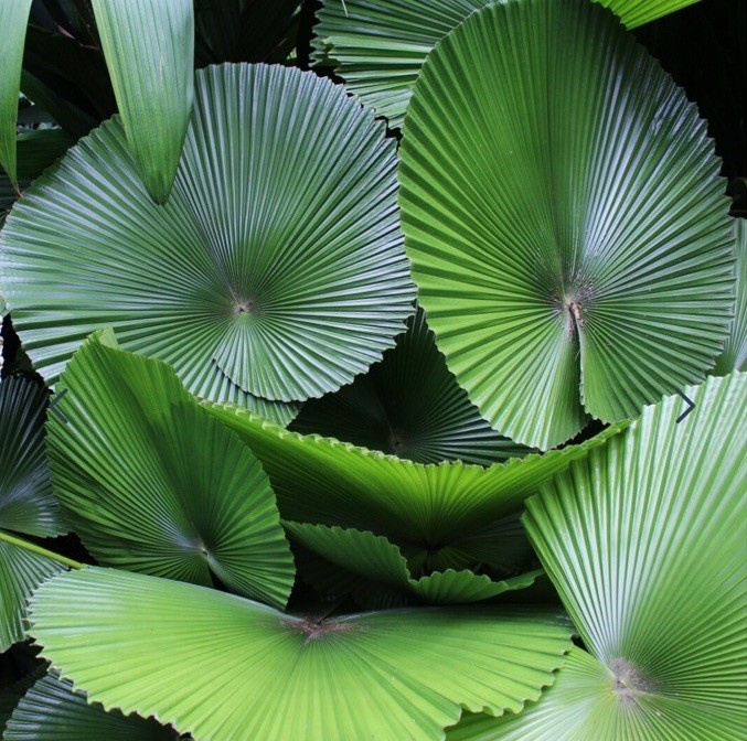 Rare Licuala Cordata Seed ~ House Plants ~ Plants ~ Palms ~ Unique