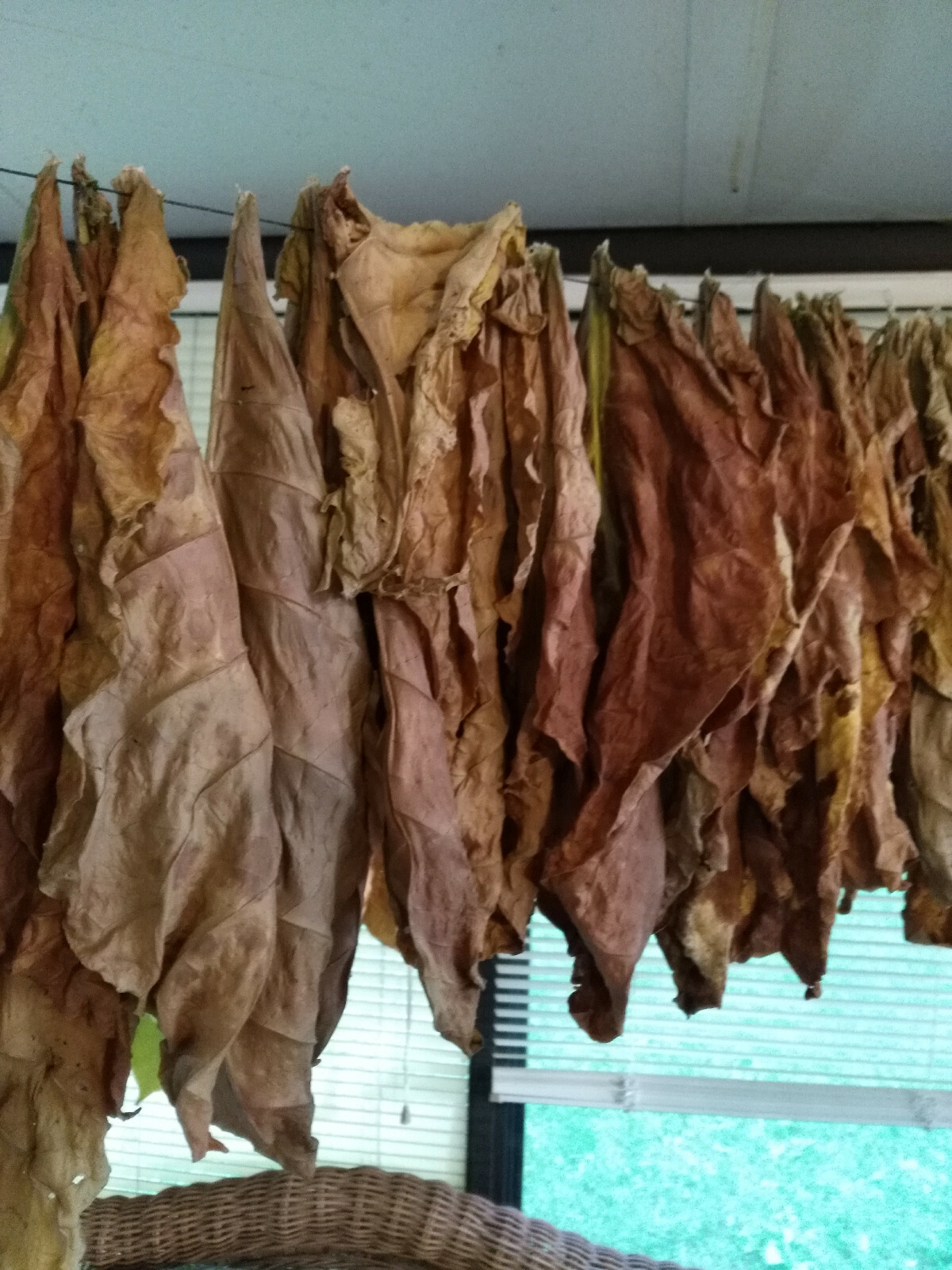 VERY RARE TRABZON TURKISH AROMATIC TOBACCO 1000 SEEDS INSTRUCTIONS INC 2022 CROP
