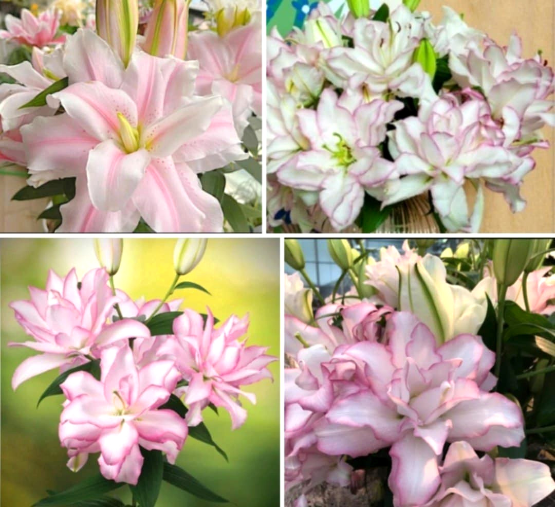 Lily Flower Bulbs 4 Rose Lilys Mixed Flowers Roselily Butterfly Garden Plants