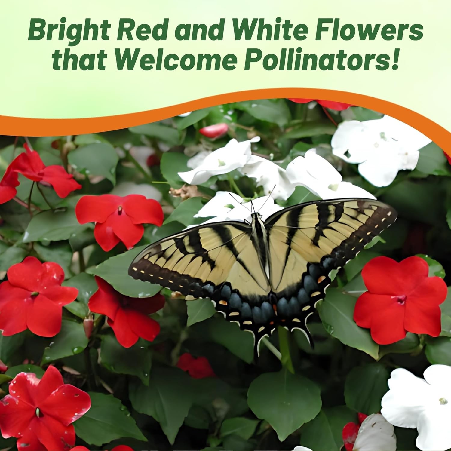 100 Seeds Red & White Impatiens Seed Mix