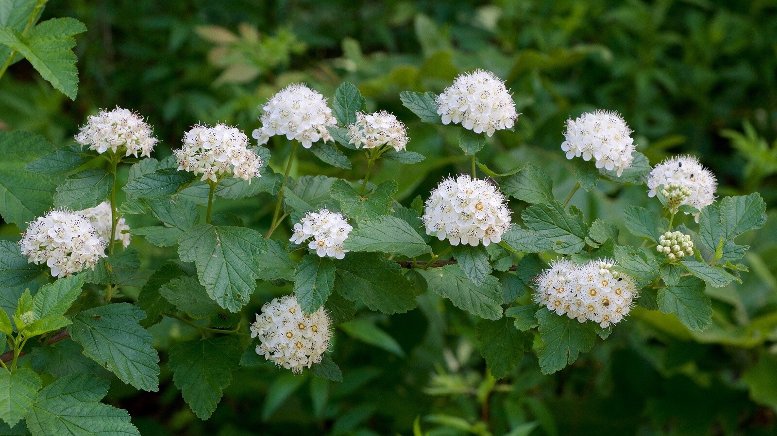 12-14″ tall Ninebark Physocarpus opulifolius 1-2 year old plant