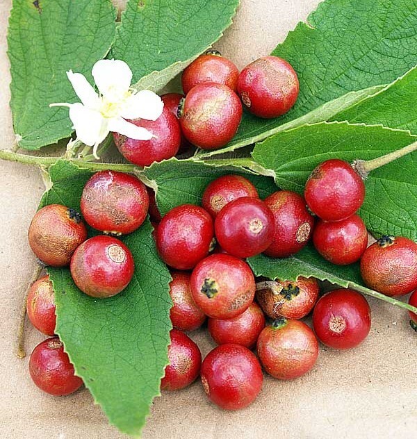 Jamaican Cherry aka Strawberry Tree Muntingia calabura ~ Rooted Starter Plant