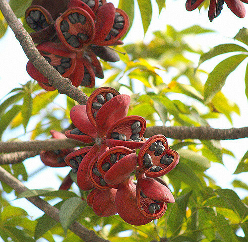 Sterculia Foetida Tree 5 Seeds, Java Olive, Wild India Almond, Ornamental Peon
