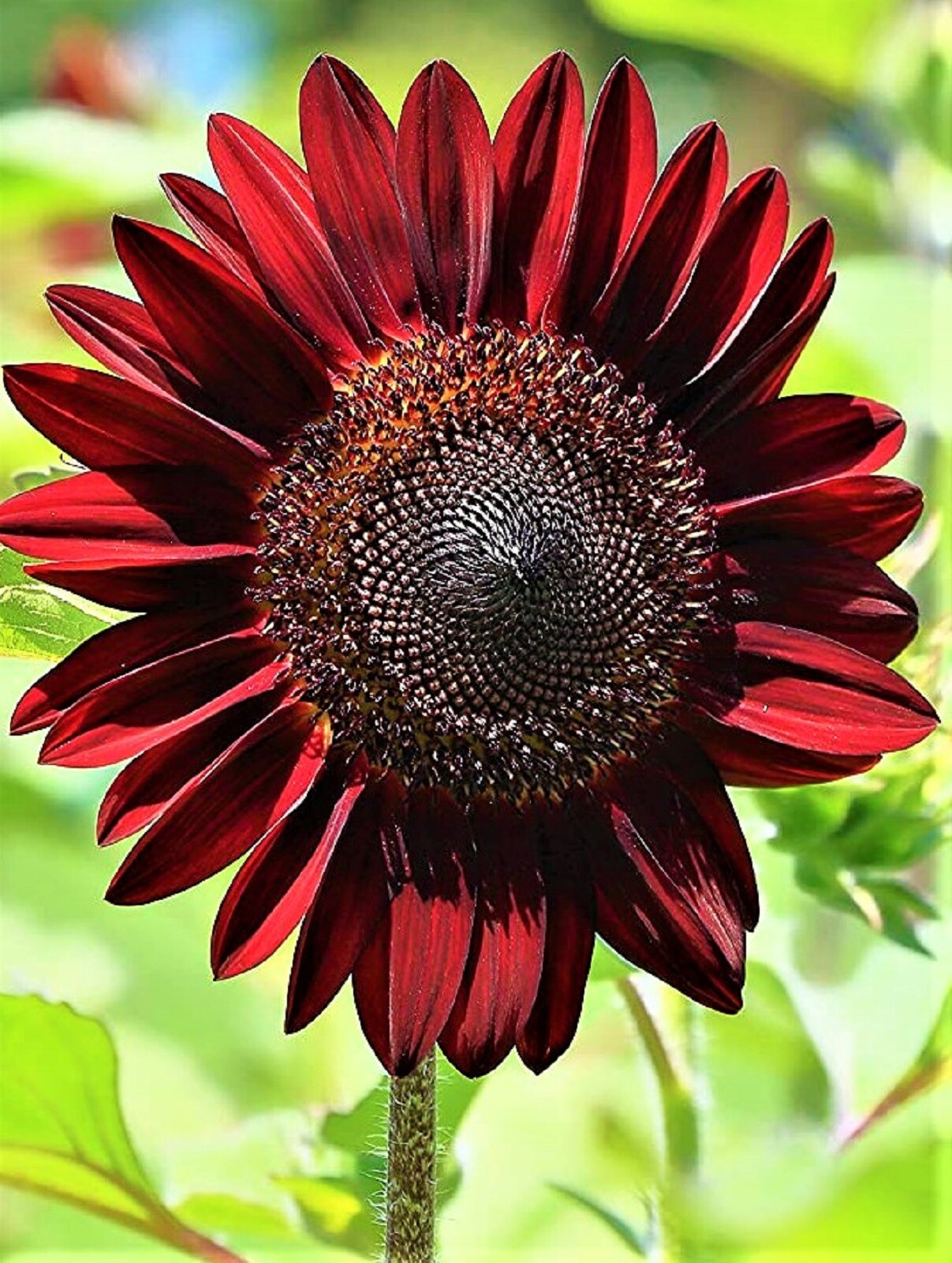 Sunflower Seeds Chocolate Cherry 40+ Seeds BUY 4 GET FREE SHIPPING