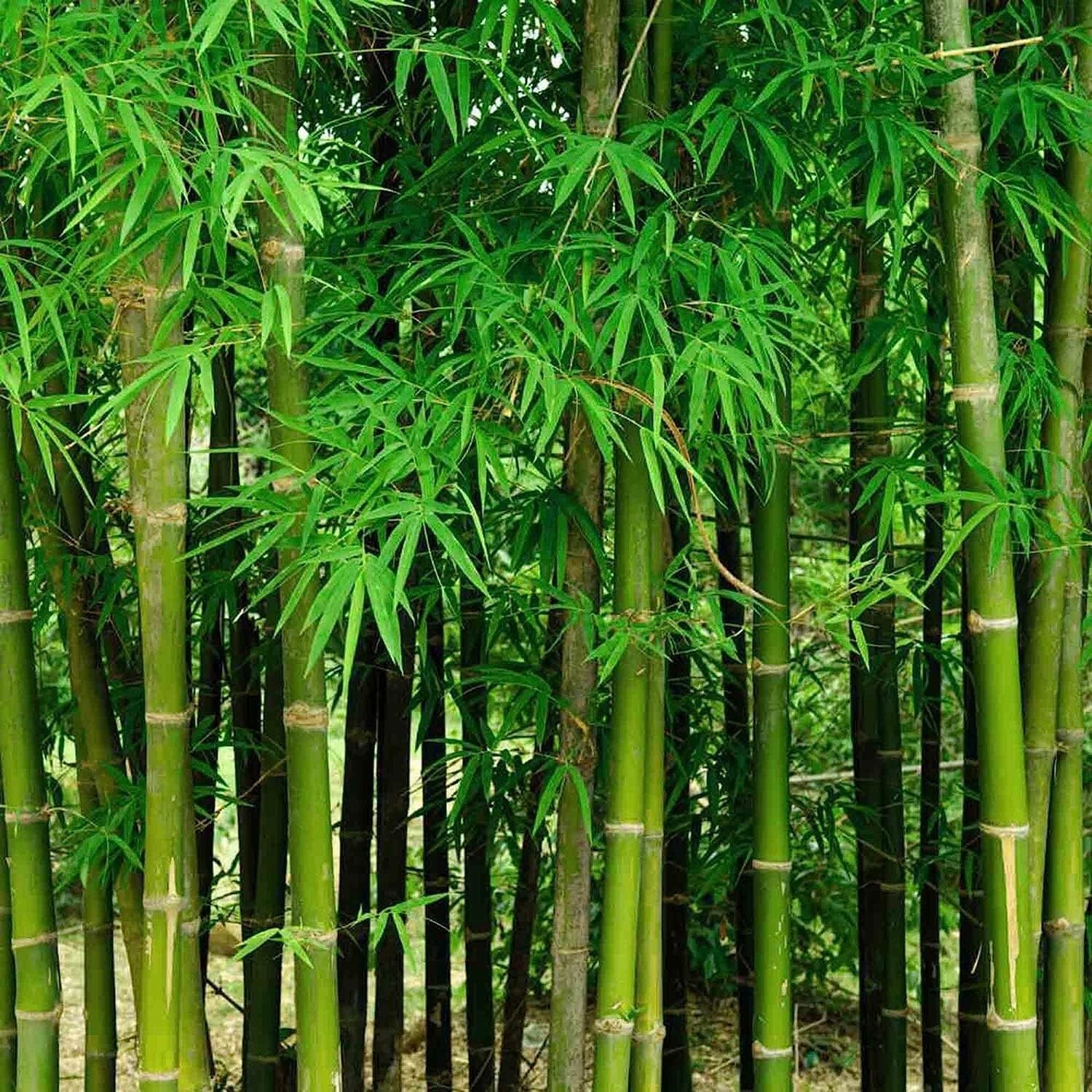 Giant Bamboo Seeds for Planting – Quick Growth and Winter Hardy (200 Seeds)