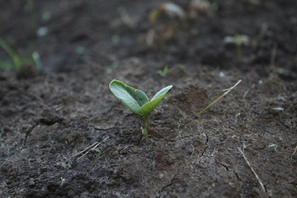 Zucchini Seeds, Dark Green Zucchini Squash Seeds,”COOL BEANS N SPROUTS” Brand.