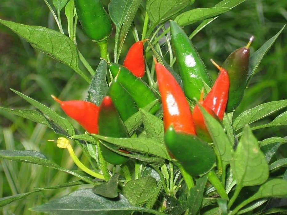 Mirasol Chile Pepper Seeds, New Mexico, NUMEX, Peruvian Cuisine, FREE SHIPPING
