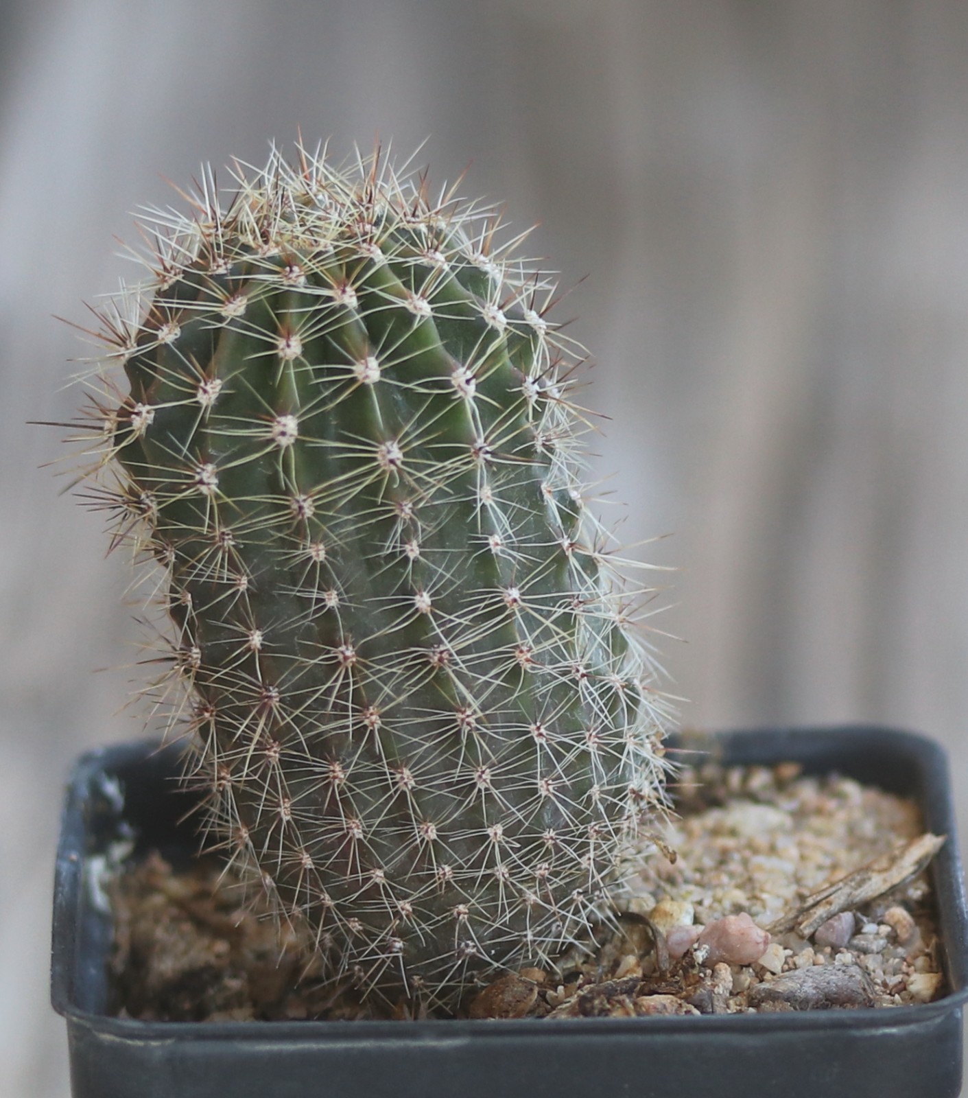 Echinopsis hybrid ‘Arizona Sun’