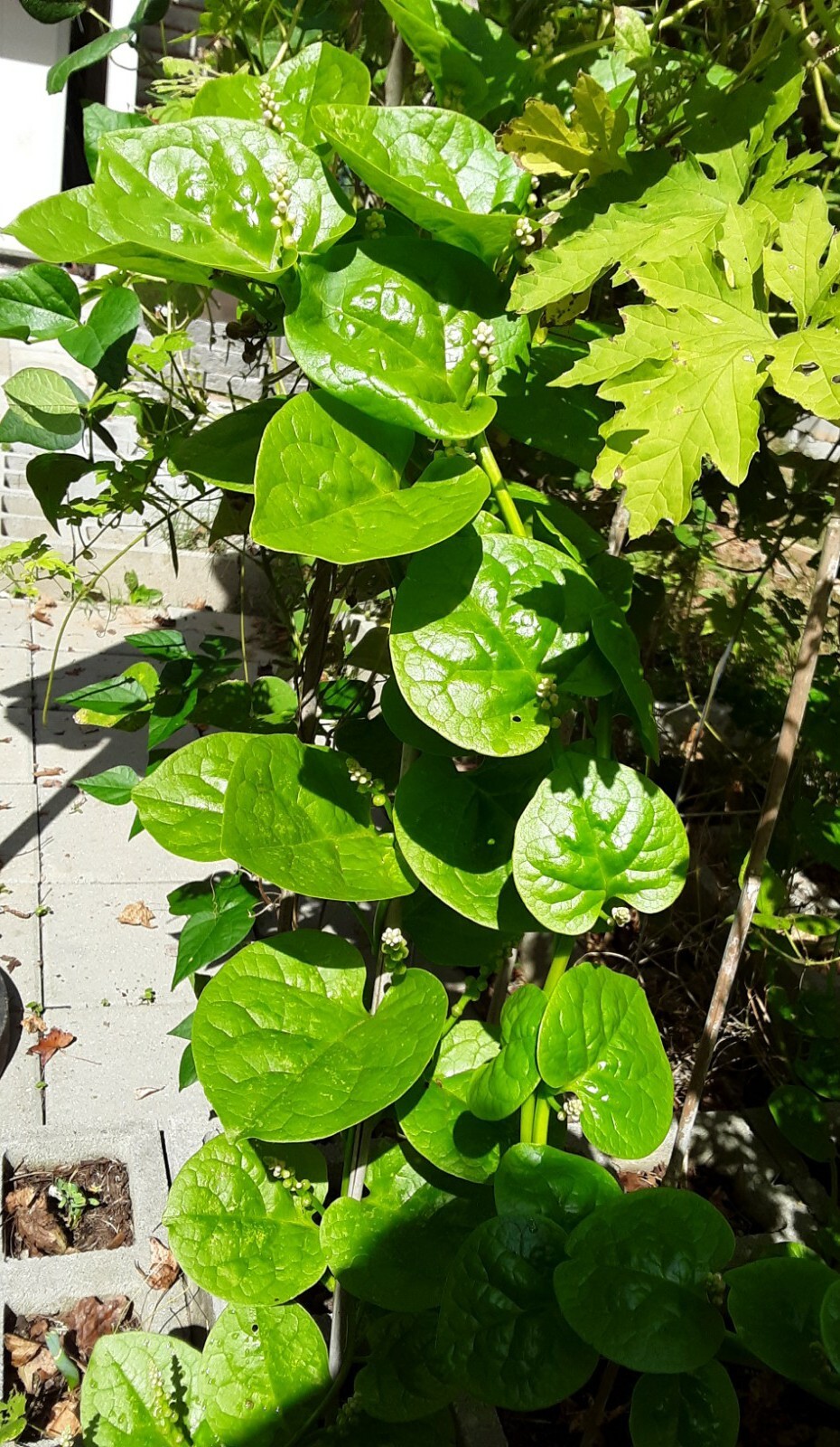 25+Green Malabar Spinach seeds(Asian spinach, MongToi Mu er cai ,Vine Spinach).