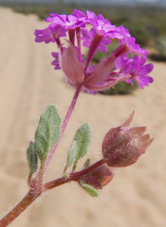 Abronia villosa | Desert Sand Verbena | 5_Seeds