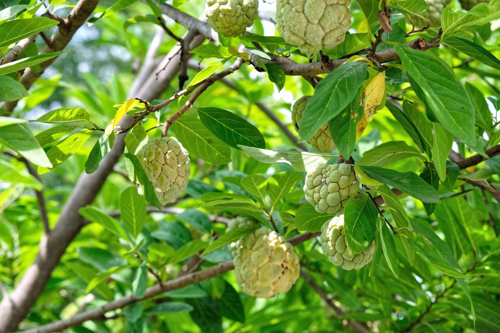 15 SUGAR APPLE Sweetsop Custard Apple Annona Squamosa Sweet Delicious Edible Fru