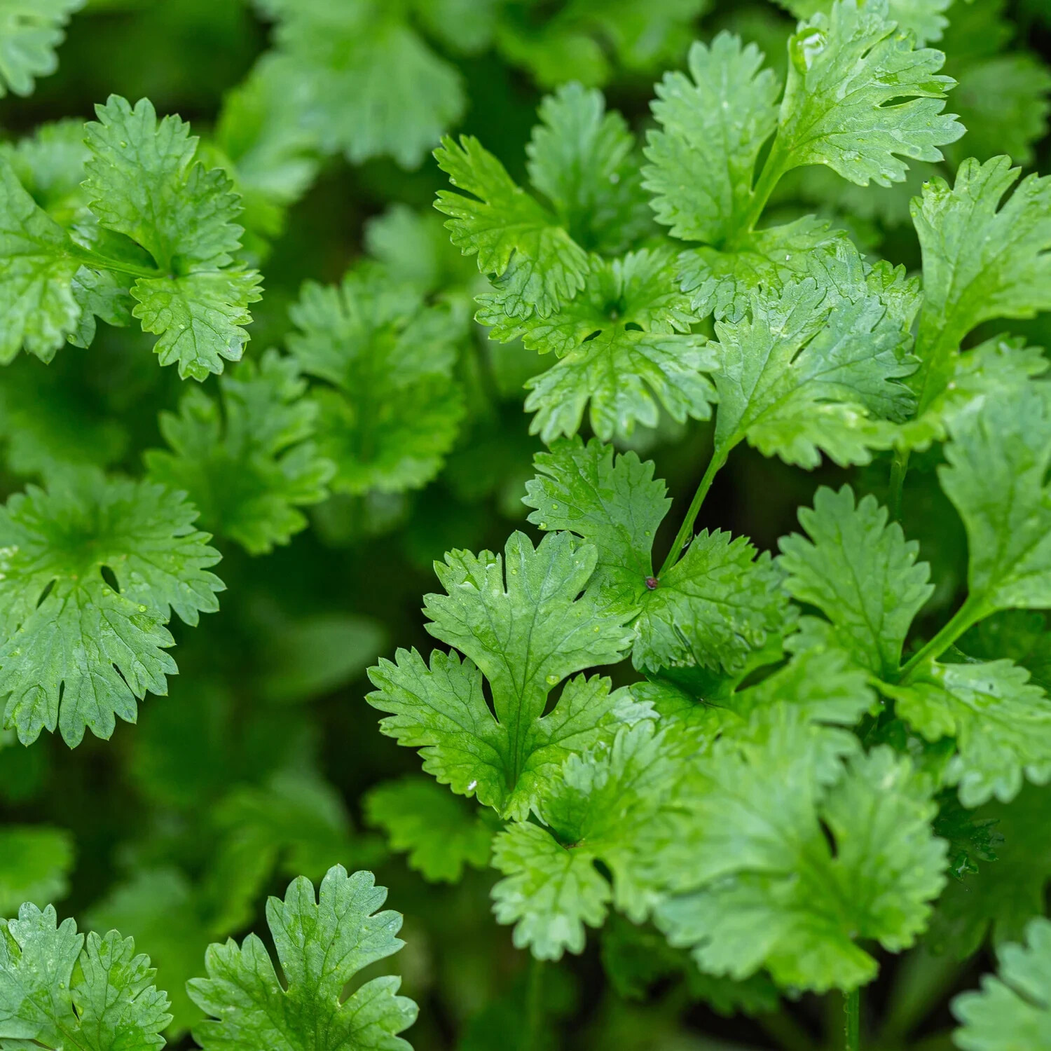 Cilantro Seeds Organic 2024 Season 100 Whole Seeds