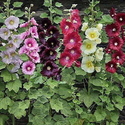 Hollyhock Seeds for Planting, Mixed Colors – 100+ Seeds – Long Blooming Period i