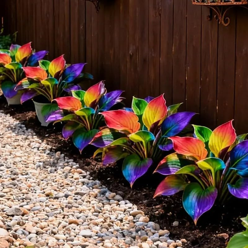 115+ Hosta Seeds for Planting – Perennial Shade Loving Foliage Rainbow