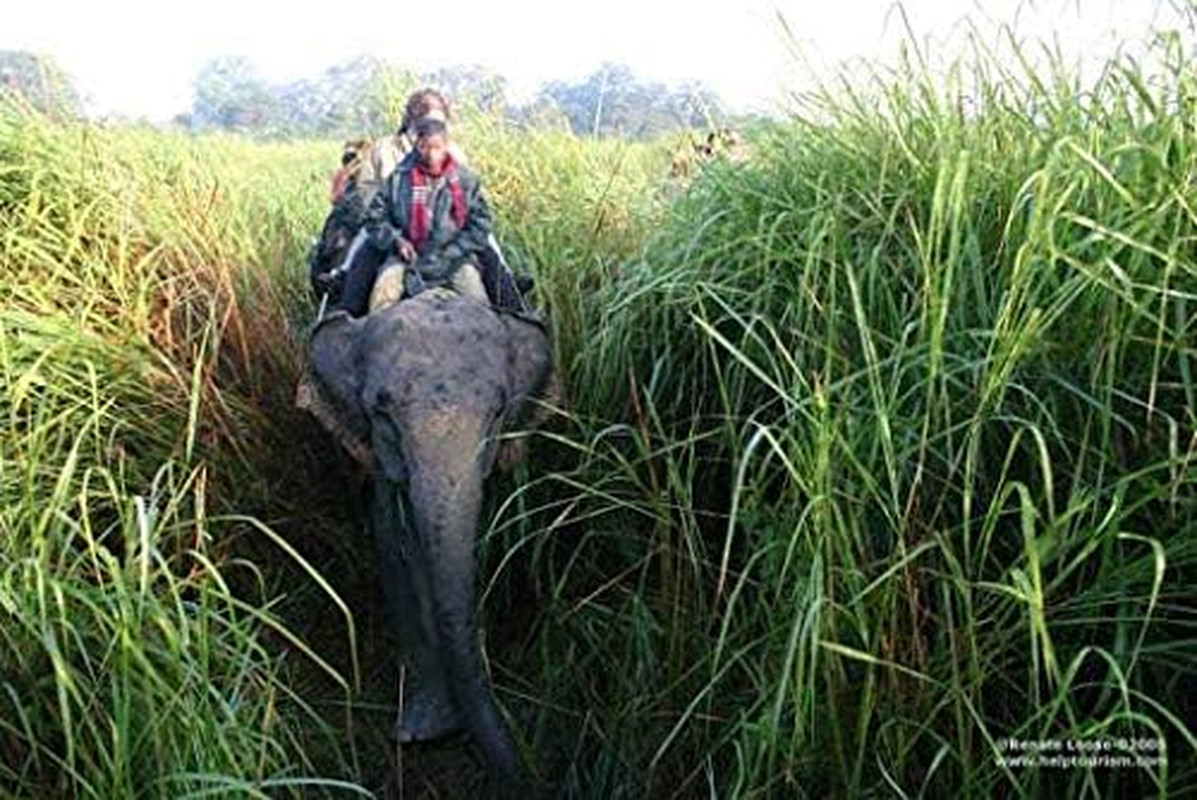 Elephant Grass – 100 – Tallest Grass in the World