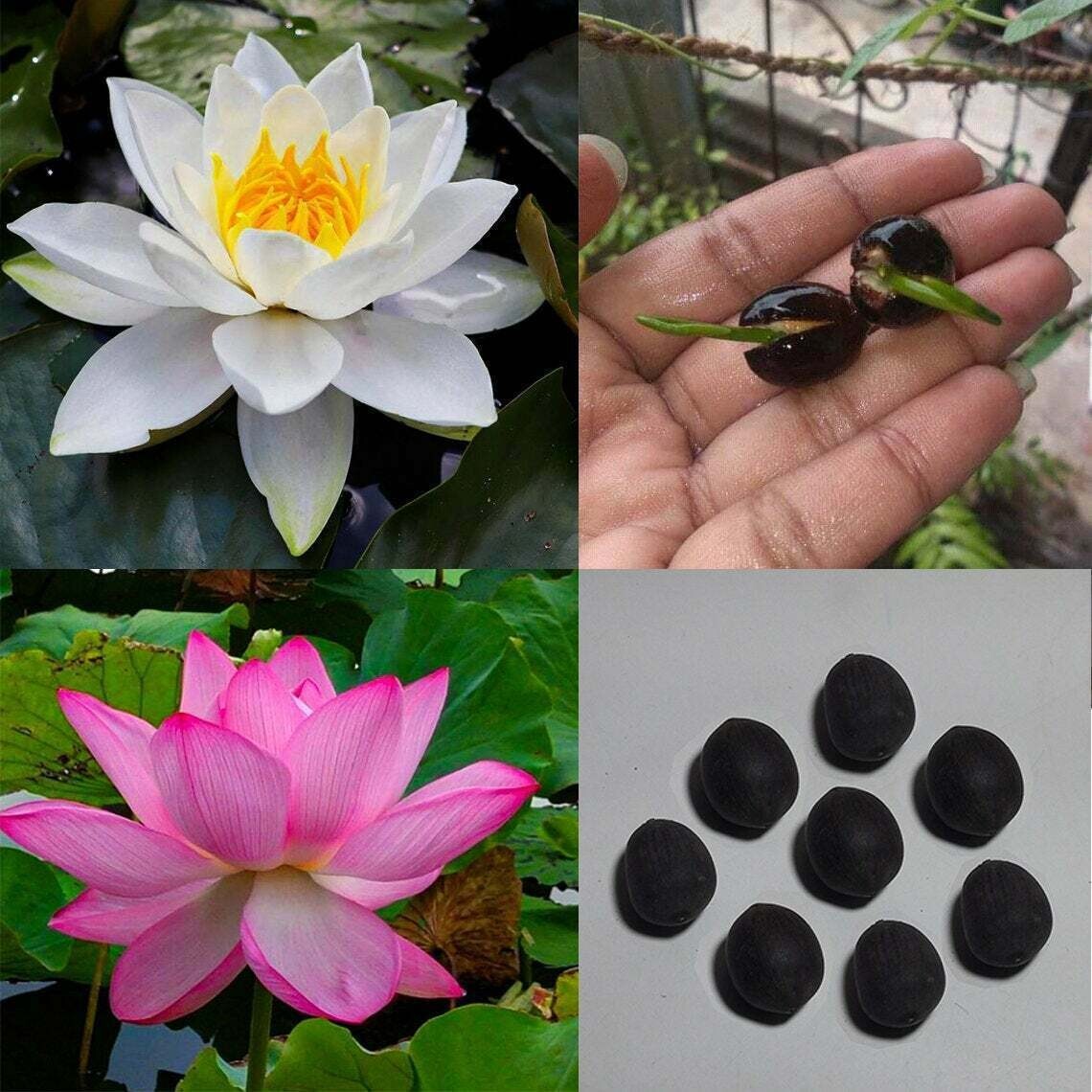 5 Mixed LOTUS SEEDS – Fresh Fruit Seeds
